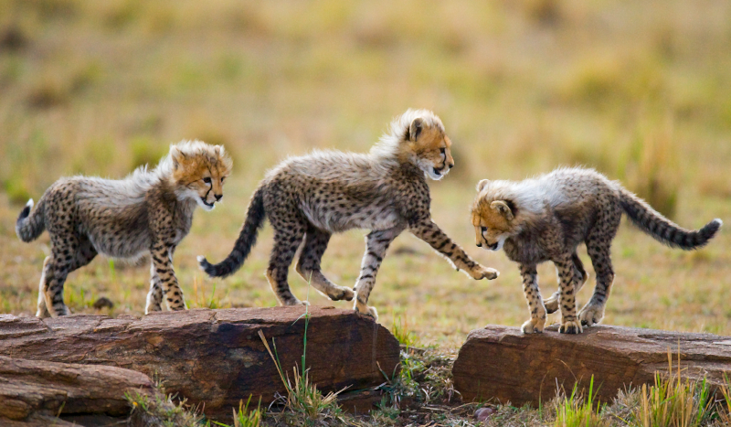 Alfombra vinílica animales aventura de cachorros guepardos - TenVinilo