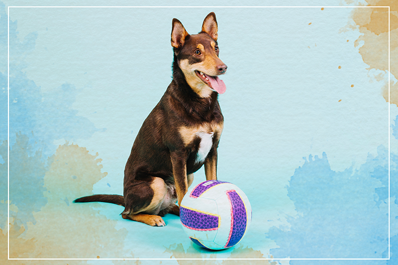 Alfombra vinílica animales compañero canino juguetón - TenVinilo